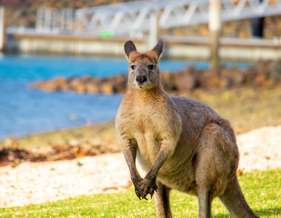 Partir en Australie